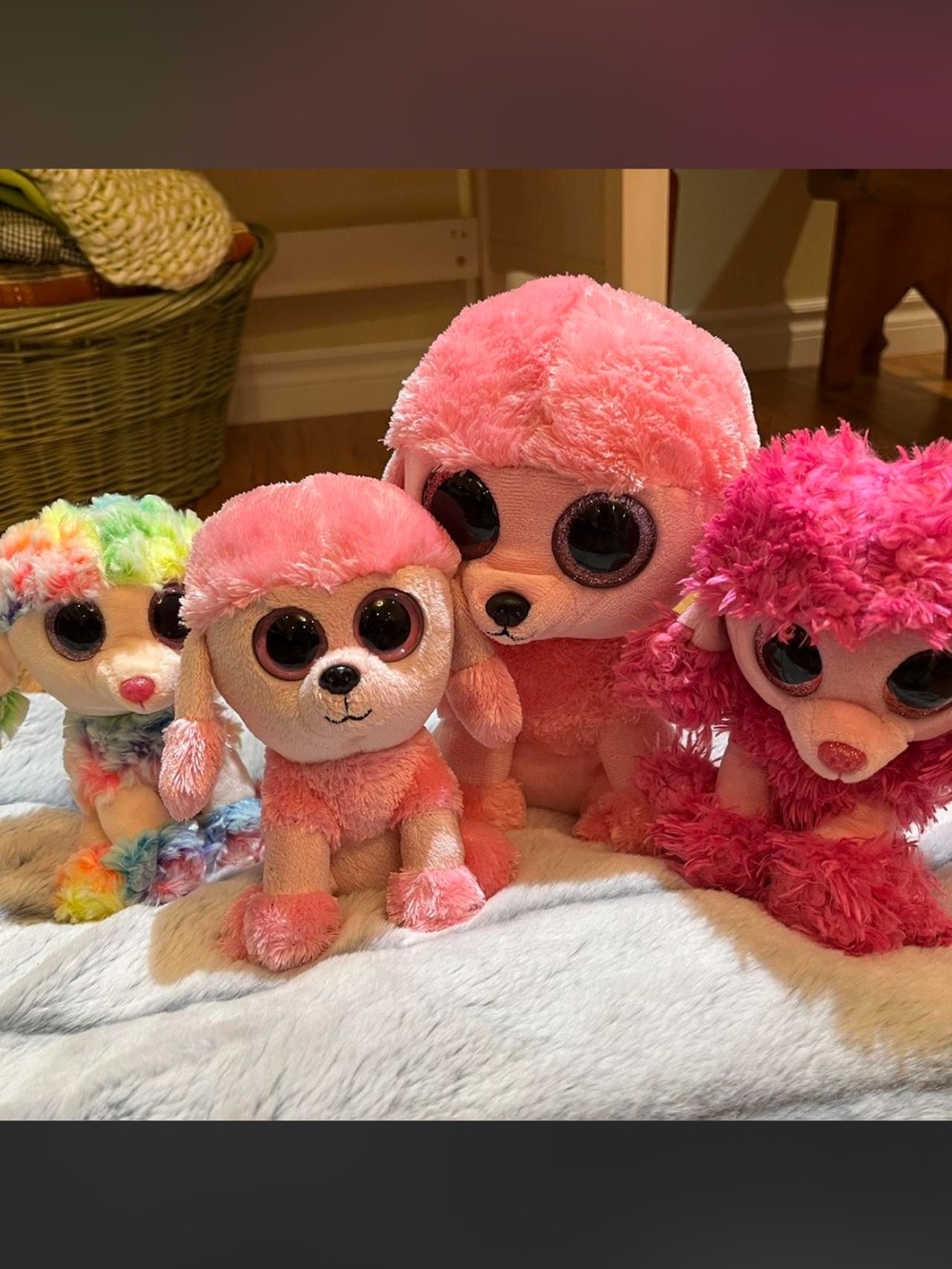 Ty Beanie Boo Poodle Dogs Bundle. All for $18